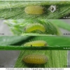 pol coelestinus larva2 volg